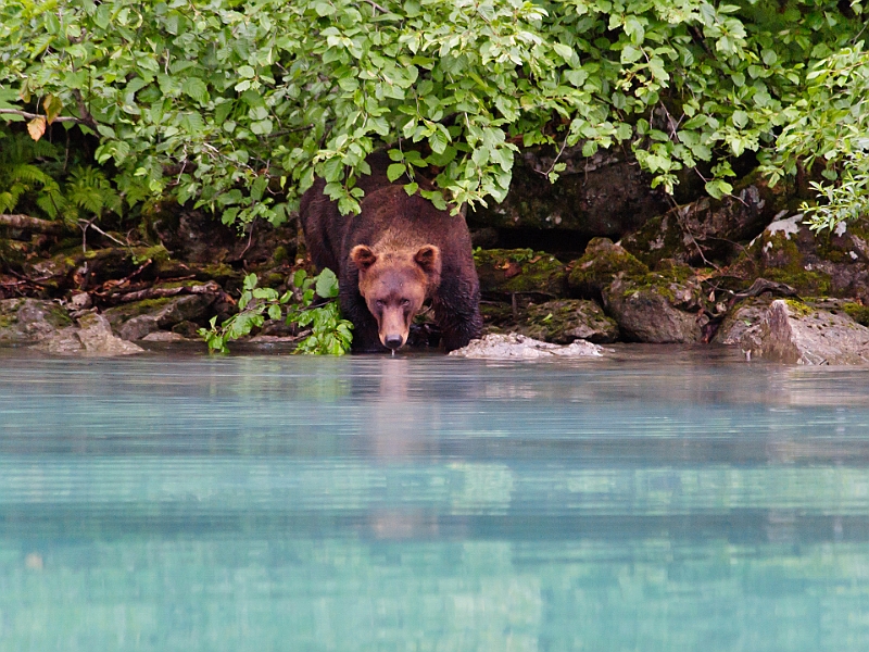 Alaska Wildlife-22.JPG
